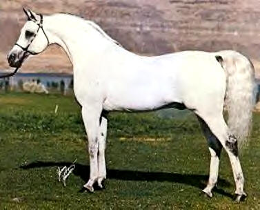 El Hilal