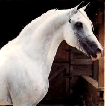 *El Moongi