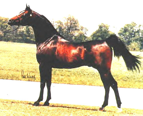 EmeraldHillNabiel++/