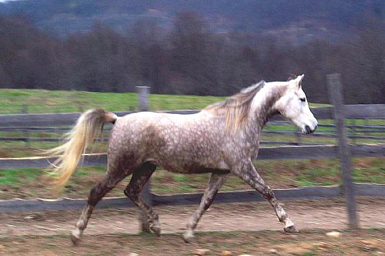 Regal Splendor PM