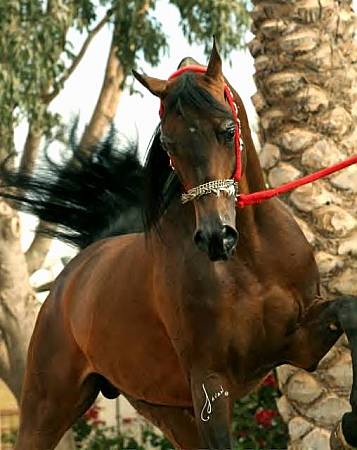 Star Ghazal