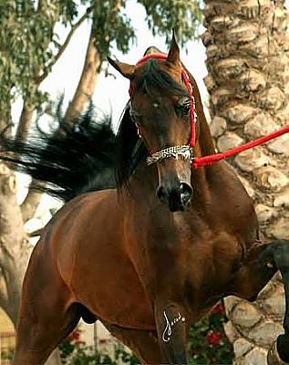 Star Ghazal
