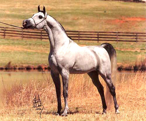 Abraxas Halimaar