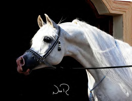 Imperial Baarez