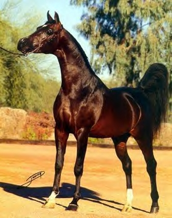 Bey Shah