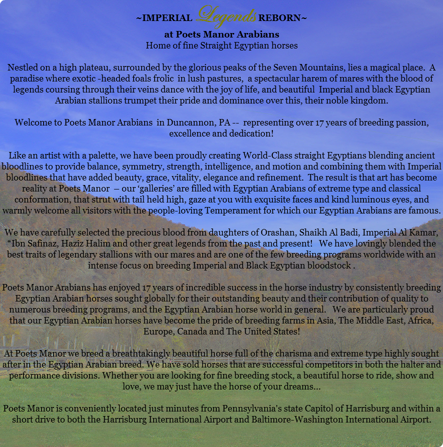 ~IMPERIAL Legends REBORN~ at Poets Manor Arabians Home of fine Straight Egyptian horses Nestled on a high plateau, surrounded by the glorious peaks of the Seven Mountains, lies a magical place. A paradise where exotic -headed foals frolic in lush pastures, a spectacular harem of mares with the blood of legends coursing through their veins dance with the joy of life, and beautiful Imperial and black Egyptian Arabian stallions trumpet their pride and dominance over this, their noble kingdom. Welcome to Poets Manor Arabians in Duncannon, PA -- representing over 17 years of breeding passion, excellence and dedication! Like an artist with a palette, we have been proudly creating World-Class straight Egyptians blending ancient bloodlines to provide balance, symmetry, strength, intelligence, and motion and combining them with Imperial bloodlines that have added beauty, grace, vitality, elegance and refinement. The result is that art has become reality at Poets Manor – our ‘galleries’ are filled with Egyptian Arabians of extreme type and classical conformation, that strut with tail held high, gaze at you with exquisite faces and kind luminous eyes, and warmly welcome all visitors with the people-loving Temperament for which our Egyptian Arabians are famous. We have carefully selected the precious blood from daughters of Orashan, Shaikh Al Badi, Imperial Al Kamar, *Ibn Safinaz, Haziz Halim and other great legends from the past and present! We have lovingly blended the best traits of legendary stallions with our mares and are one of the few breeding programs worldwide with an intense focus on breeding Imperial and Black Egyptian bloodstock . Poets Manor Arabians has enjoyed 17 years of incredible success in the horse industry by consistently breeding Egyptian Arabian horses sought globally for their outstanding beauty and their contribution of quality to numerous breeding programs, and the Egyptian Arabian horse world in general. We are particularly proud that our Egyptian Arabian horses have become the pride of breeding farms in Asia, The Middle East, Africa, Europe, Canada and The United States! At Poets Manor we breed a breathtakingly beautiful horse full of the charisma and extreme type highly sought after in the Egyptian Arabian breed. We have sold horses that are successful competitors in both the halter and performance divisions. Whether you are looking for fine breeding stock, a beautiful horse to ride, show and love, we may just have the horse of your dreams... Poets Manor is conveniently located just minutes from Pennsylvania's state Capitol of Harrisburg and within a short drive to both the Harrisburg International Airport and Baltimore-Washington International Airport. 