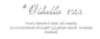 *Othello PMA True Colours X Bint Ali Jamila 2005 Purebred Straight Egyptian Black Arabian Stallion 