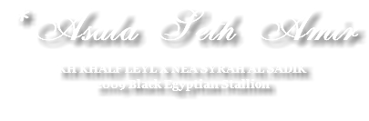 *Asala Seth Amir KH KHALF LEYL X NEA SYRAH AL SADIK 2009 Black Egyptian Stallion