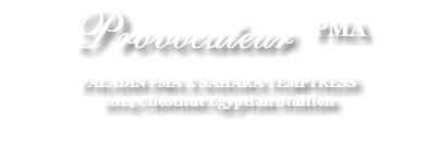 Provocateur PMA PALADIN PMA X SAHARA TEMPTRESS 2014 Chestnut Egyptian Stallion